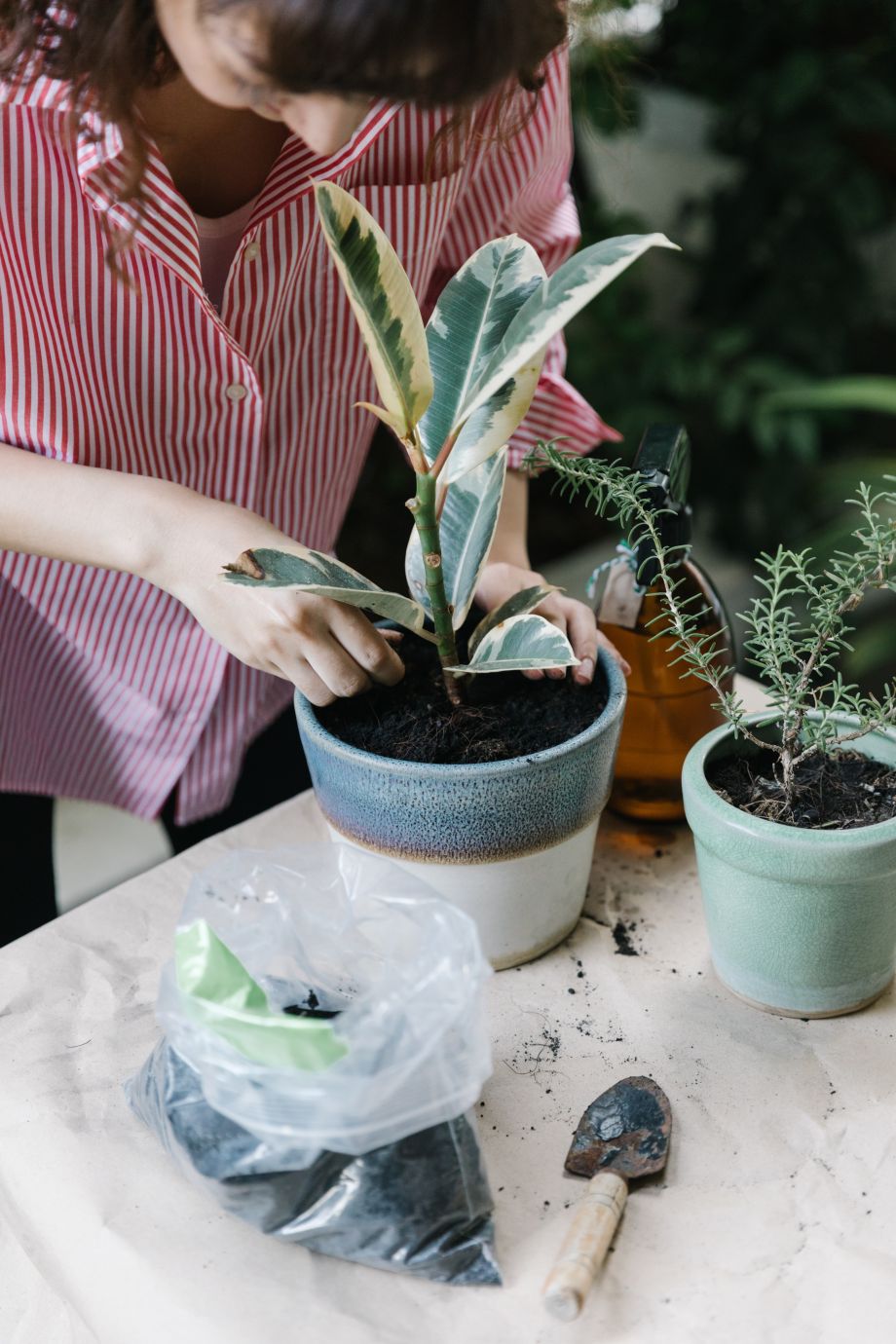 Intégrer un jardin intérieur chez soi