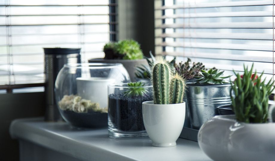 Intégrer un jardin intérieur chez soi